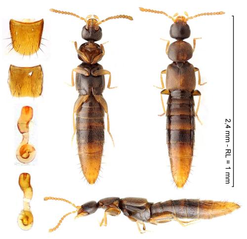 Amischa decipiens